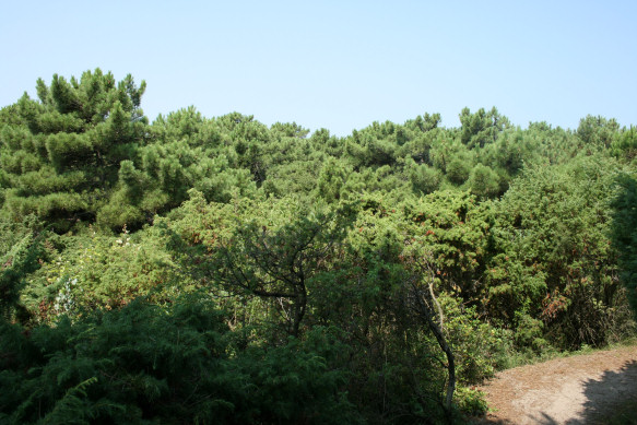 Giardino Botanico Litoraneo del Veneto